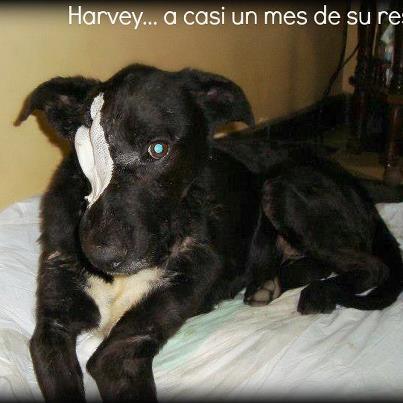 Foto: HARVEY a casi un mes de su rescate (mira las fotos desde el inicio hasta hoy :))  Sus nuevos análisis de sangre indican una mejora importante , sobre todo en la infección, que está bastante controlada, hemos logrado ayudarle a disminuir mucho los glóbulos blancos, eso significa que su infección es menor que al inicio.- Como verán tiene un paño blanco, eso se debe a que le estamos realizando varios tipos de curaciones diarias (gasas húmedas con cremas regeneradoras :)) sigue con MUCHO APETITO, ya aumentó mas de 5 kg, ya no está desnutrido :) tine muy buen ánimo Y SIGUE ADELANTE!!!  tal vez y dependiendo del tejido comencemos con pequeños injertos de piel, ya veremos... GRACIAS A TODOS LOS QUE NOS AYUDAN CON LOS CASOS DE MALTRATO ANIMAL! adelante Harvey!!  pd: en esta foto le robó la cucha a su amigo Gasper jejeje