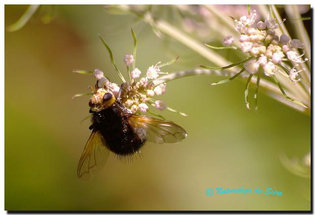 Mas insectos