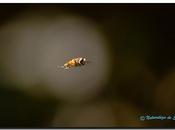 insectos