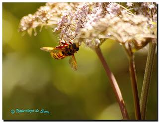 Mas insectos