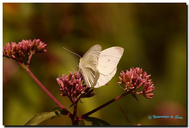 Mas insectos