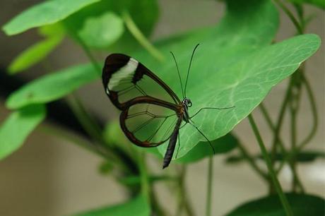 Mariposas de alas transparentes