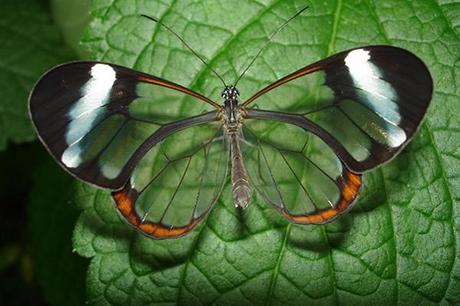 Mariposas de alas transparentes