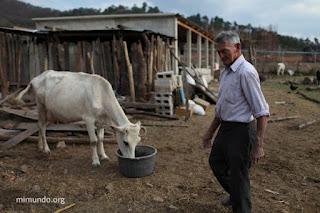 Es hora de matar la vaca