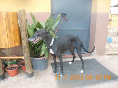 OS SUPLICO AYUDA PARA GALGOS DE LA PERRERA DE JAEN, LOS MATAN SI NO HAY AYUDA.