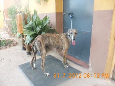 OS SUPLICO AYUDA PARA GALGOS DE LA PERRERA DE JAEN, LOS MATAN SI NO HAY AYUDA.