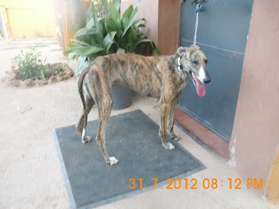 OS SUPLICO AYUDA PARA GALGOS DE LA PERRERA DE JAEN, LOS MATAN SI NO HAY AYUDA.