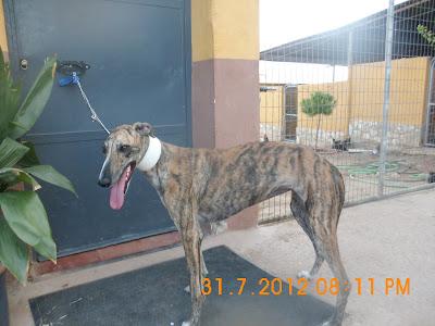 OS SUPLICO AYUDA PARA GALGOS DE LA PERRERA DE JAEN, LOS MATAN SI NO HAY AYUDA.