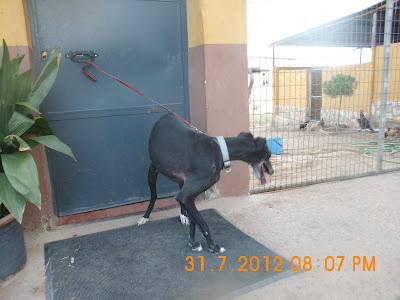 OS SUPLICO AYUDA PARA GALGOS DE LA PERRERA DE JAEN, LOS MATAN SI NO HAY AYUDA.