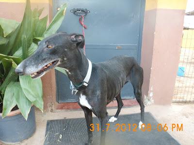 OS SUPLICO AYUDA PARA GALGOS DE LA PERRERA DE JAEN, LOS MATAN SI NO HAY AYUDA.