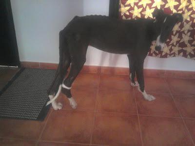 Galgo con una pata rota de un tiro.
