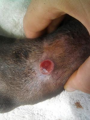 Galgo con una pata rota de un tiro.