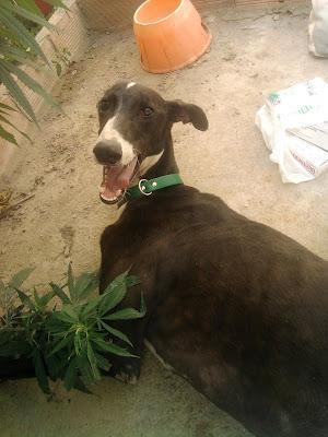 Galgo con una pata rota de un tiro.