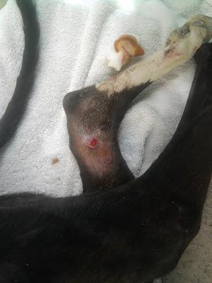 Galgo con una pata rota de un tiro.