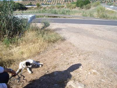 Cachorrona cruce de mastín abandona en carretera. Tarifa (Jaen)