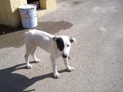 Cachorrona cruce de mastín abandona en carretera. Tarifa (Jaen)