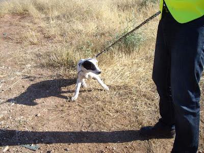 Cachorrona cruce de mastín abandona en carretera. Tarifa (Jaen)