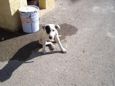 Cachorrona cruce de mastín abandona en carretera. Tarifa (Jaen)