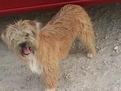 Precioso caniche/perro de aguas en la calle!! Ayuda por favor!!!!!