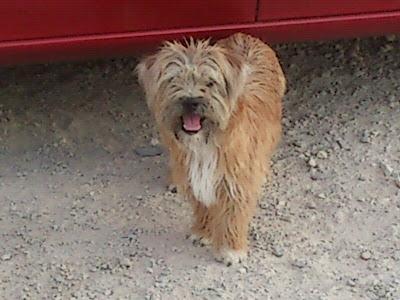 Precioso caniche/perro de aguas en la calle!! Ayuda por favor!!!!!