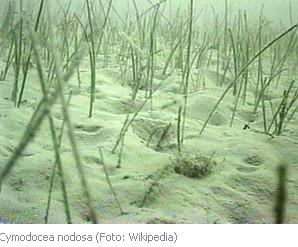 El Supremo paraliza la construcción del Puerto de Granadilla