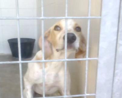 Foto: Platanito, cachorro x de pointer de 3 meses en la perrera, es muy miedosito y sumiso, tiene la mirada mas noble y penosa que pueda tener cualquier cachorro, a saber lo que le han hecho al pobre para que siendo un bebé tenga tanto miedo, y a saber cual será su futuro, en que manos caerá, sobra decir el peligro que corre, el futuro que le espera, para lo que será usado toda su vida, si no sale pronto... necesita ayuda urgentemente. Está en un pueblo de Toledo, contacto: adopciones@ashaprotectora.es  VIDEO: www.youtube.com/watch?v=i3ipXCJAYBk