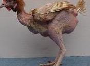 Yanga-lore: gastar nombre