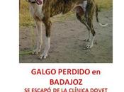 Galgo protectora perdido Badajoz capital.