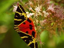 Insectos polillas