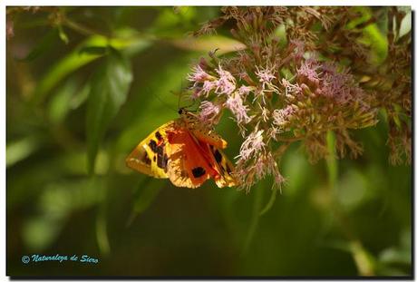 Insectos y polillas Insectos y polillas