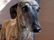 simple galgo. perrera movera (zaragoza)
