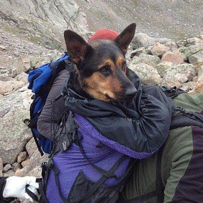 Foto: Un escalador halló a Missy a punto de morir en una montaña de Colorado, EEUU. Organizó un salvataje y la rescató, pero reapareció el dueño que la había abandonado   Tanto Scott Washburn, el rescatista, como Anthony Ortolani, el hombre que dejó a Missy herida en la cima del Monte Bierstandt de Colorado, EEUU, son escaladores nacidos en Denver y se encontraban realizando su actividad en esa región.  Según el reporte que publica Dailymail, Ortolani asegura que no abandonó al can por una decisión desalmada, sino que lo hizo por fuerza mayor, ya que se trataba de elegir entre quedarse con Missy y perecer a su lado o salvar su propia vida, amenazada por una tormenta.  Pero Washburn insiste en que su actitud demuestra que no tiene la capacidad ni la compasión necesaria para cuidar de la ovejera, que pasó ocho días sin agua, sin comida y sin posibilidad de trasladarse por sus propios medios a causa de las heridas.    Junto a su esposa, Amanda, descubrieron a Missy el 11 de agosto. Estaba herida, cerca de un precipicio y sobre unas rocas, donde habían quedado rastros de la sangre que derramó al lastimarse.  Le dieron agua y comida, e intentaron curar sus heridas con su botiquín básico de primeros auxilios, pero las patas de la perra estaban demasiado dañadas para que pudiera caminar. Entonces postearon una foto de Missy herida en una red social de escaladores, 14ers.com, e inmediatamente se organizó una partida de rescate. Al mismo tiempo, todos criticaban a quien hubiera sido responsable de abandonar a su suerte al animal en medio de la montaña.  Ocho voluntarios subieron los 4.000 metros en una misión que les llevó nueve horas, llegando justo a tiempo para evitar que quedara sepultada bajo una feroz tormenta de nieve. La cargaron en una mochila especialmente preparada para transportarla al pie del monte.   Después de un examen veterinario, concluyeron que “milagrosamente” Missy no tenía más que heridas superficiales, dolorosos golpes y la debilidad originaba por su falta de alimentación, pero no fracturas ni daños en órganos internos.  “Su supervivencia y el deseo de vivir son increíbles, inmensurables”, dijo Washburn, que junto a su pareja publicaron fotos de la perra recuperada.    Pero fue entonces cuando reapareció Ortolani, contento por el rescate, reclamando la devolución de su perra y sin avergonzarse por no haberlo gestionado él mismo.  “No tengo palabras. Agradezco infinitamente mucho a quienes se involucraron en esto”, escribió en 14ers. Luego averiguó en qué veterinaria estaba recuperándose Missy para ir a buscarla y pagar los costos de su tratamiento.  Ante las críticas recibidas por el abandono, explicó que la perra estaba lastimada, no podía caminar y, a pesar de estar en la montaña con un amigo, no pudieron acarrear a la ovejera: “La subí a mis hombros, pero no pude mantenerla allí arriba”.    Después de un par de horas de intentarlo, decidieron dejarla en la montaña ante la perspectiva de una tormenta que se acercaba. “Llamé al 911 y a la oficina del comisario, pero me dijeron que era muy riesgoso para ellos enviar una patrulla de rescate por un perro”, escribió.  Ortolani jura que sufrió mucho y que buscó noticias sobre su perra en los días siguientes, pero que estaba convencido de que había muerto. Ahora quiere recuperarla, pero los Washburn no están de acuerdo.    “Mi esposa y yo también tuvimos que abandonarla. Cuando la encontramos, sabíamos que íbamos a ser incapaces de llevarla abajo y con enorme dolor en el corazón tuvimos que dejarla sobre la roca, sabiendo que podía morir. Pero lejos de abandonarla, volvimos por ella”, dijo Washburn para marcar la diferencia entre su gestión y la del dueño original.  La oficina del sheriff local está investigando el caso, pero no para determinar quién tiene derecho de reclamar la tenencia de Missy, sino para determinar si Ortolani es responsable de abandono y crueldad contra un animal. http://america.infobae.com/notas/56443-Salvo-a-una-perra-a-4-mil-metros-y-se-la-quieren-sacarUn