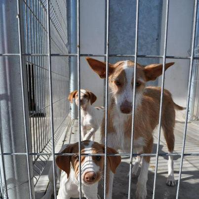 Foto: ELISA, CUMPLIDA, SACRIFICAN YA!! ELISA (4 fotos) Es una podenca abandonada con sus 3 cachorritos. Ya está cumplida!! NECESITAMOS ACOGIDA O ADOPCIÓN URGENTE PARA PODER SALVARLO PORQUE YA HA PASADO SU FECHA DE SACRIFICIO, ANIMATE!! CONTACTO: dan.asociacion@gmail.com