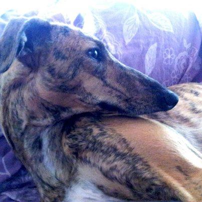 Foto: ZAIRA, ya esta recuperada esperando un hogar. Si quieres adoptar a Zaira escribenos al mail adopciones@protectorazafra.org