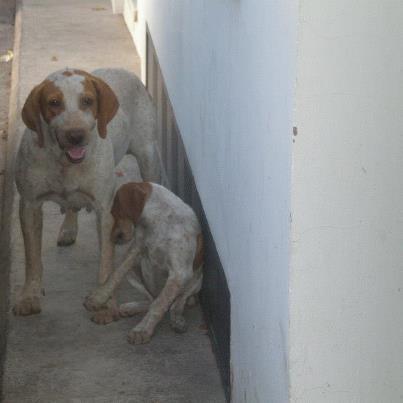 Foto: URGENTE ACOGIDA para mamá bretona y su cachorro, nos llega este aviso de Jerez de los Caballeros. El contacto es Mª Jose Tel  658 38 45 80, mjerez22@hotmail.com