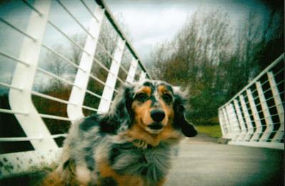 Parques y playas para perros