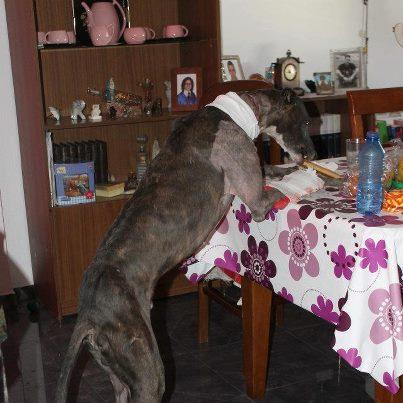 Foto: Sobran explicaciones,,, Rigal pillado en su casa de acogida sirviendose un self service  http://perrosdecasa.blogspot.com.es/2012/07/rescatado-el-galgo-herido-de-ecija.html
