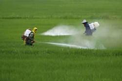 Pesticidas pueden tener efecto sobre el embarazo y el feto