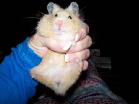 Las Imágenes del Hamster sin paticas que le ha robado el corazón a muchos