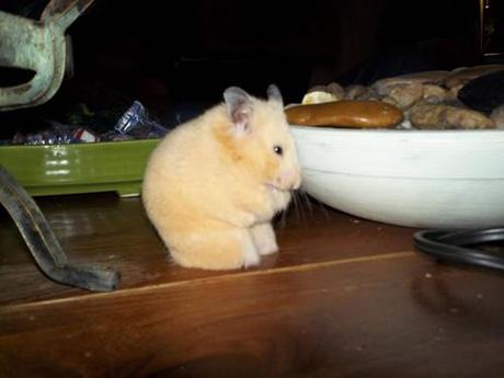 Las Imágenes del Hamster sin paticas que le ha robado el corazón a muchos