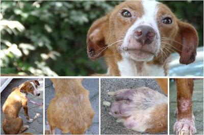 Os presentamos a ADA...