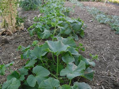 MELONES, COSECHA DEL 2012