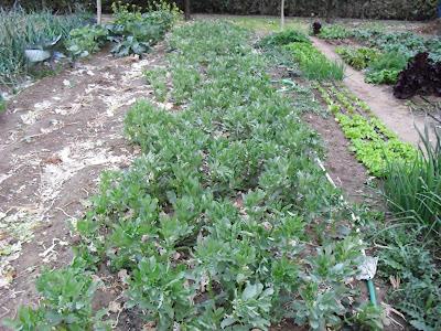 MELONES, COSECHA DEL 2012