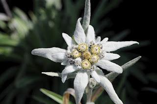 Flor Nacional de Suiza, Edelweiss