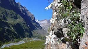 Flor Nacional de Suiza, Edelweiss