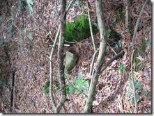 Cementerios de Luarca 011