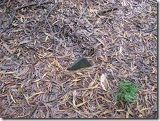 Cementerios de Luarca 010