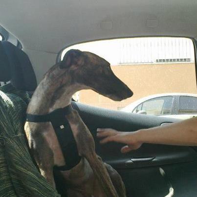 Foto: Voyka, el galgo con problemas de coordinación ..... ADOPTADO!!!! http://perrosdecasa.blogspot.com.es/2012/03/galgo-de-menos-de-un-ano-con-problemas.html
