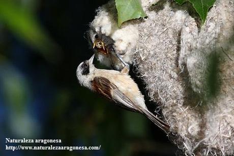 El Pájaro moscón (Remiz pendulinus) en Aragón. Eurasian PendulineTit