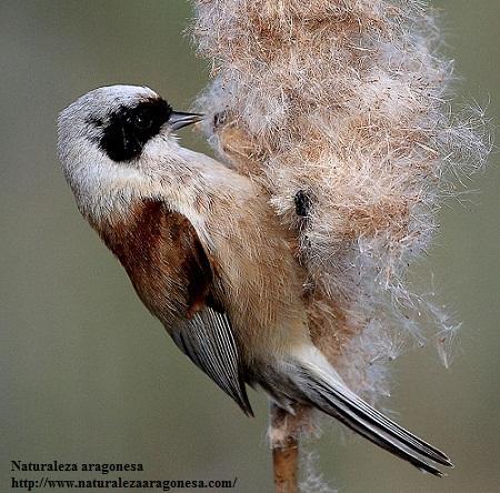 El Pájaro moscón (Remiz pendulinus) en Aragón. Eurasian PendulineTit